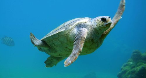 Is Turtle Halal? Understanding Why Turtles Are Considered Haram in Islam